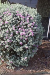 Leucophyllum frutescens Teksas Adaçayı Fidesi