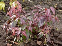 Leucothoe walteri Rainbow İt Köstek fidanı
