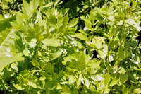 Levisticum officinale Selam otu fidesi