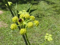 Levisticum officinale Selam otu fidesi