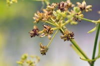 Levisticum officinale Selam otu fidesi