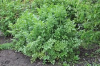 Levisticum officinale Selam otu fidesi