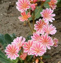 Lewisia cotyledon acıkök çiçeği fidesi