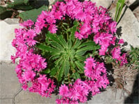 Lewisia sunset Hybrids acıkök çiçeği fidesi