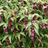 Leycesteria formosa himalaya hanımeli fidanı