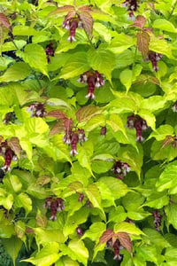 Leycesteria formosa Little Lantarn Himalaya hanımeli fidanı