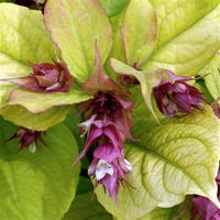 Leycesteria formosa Red Shuttle Himalaya Hanımeli fidanı
