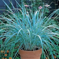 Leymus arenarius Blue Dune Tuzçavdarı fidanı