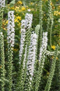 Liatris spectabilis Alba Değnek Çiçeği İşaret Çiçeği fidesi