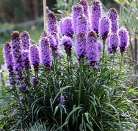 Liatris spicata Kobold Değnek Çiçeği İşaret Çiçeği fidesi
