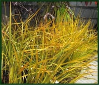 Libertia ixoides Gold finger