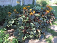 Ligularia Little Golden Ray Leopar Bitkisi fidesi