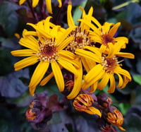 Ligularia Pandora Leopar Bitkisi fidesi