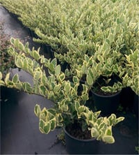 Ligustrum jap Texanum var. Alaca yaprak Kurtbağrı fidanı