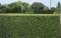 Ligustrum japonica lüküstürüm lükstürüm lükstrüm fidanı