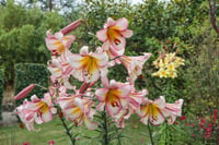 Lilium Lilyum zambak soğanı - Beijing Moon