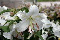 Lilium Lilyum zambak soğanı - Casa Blanca