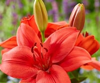 Lilium Lilyum zambak soğanı - Cascavel