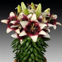 Lilium Lilyum zambak soğanı - Curutiba