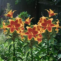 Lilium Lilyum zambak soğanı - Debby