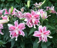 Lilium Lilyum zambak soğanı - Distant Drum