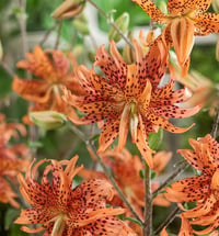 Lilium Lilyum zambak soğanı - Florepleno
