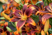 Lilium Lilyum zambak soğanı - Forever Susan