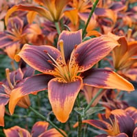 Lilium Lilyum zambak soğanı - Forever Susan