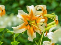 Lilium Lilyum zambak soğanı - Lady Alice