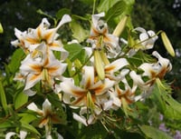 Lilium Lilyum zambak soğanı - Lady Alice