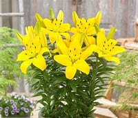 Lilium Lilyum zambak soğanı - Leola