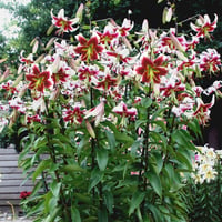 Lilium Lilyum zambak soğanı - Leslie Woodriff