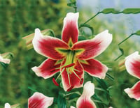Lilium Lilyum zambak soğanı - Leslie Woodriff
