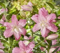 Lilium Lilyum zambak soğanı - Lotus Breeze