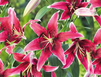 Lilium Lilyum zambak soğanı - Miss Feya
