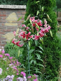 Lilium Lilyum zambak soğanı - Miss Feya
