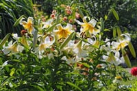 Lilium Lilyum zambak soğanı - Mister Cas