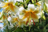 Lilium Lilyum zambak soğanı - Mister Cas