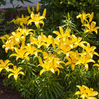 Lilium Lilyum zambak soğanı - Rapid Yellow