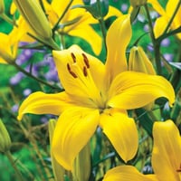 Lilium Lilyum zambak soğanı - Rapid Yellow