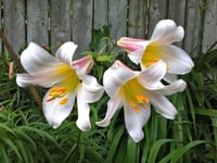 Lilium Lilyum zambak soğanı - Regale