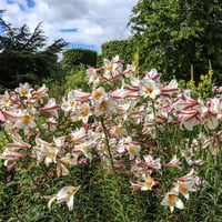 Lilium Lilyum zambak soğanı - Regale