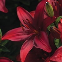 Lilium Lilyum zambak soğanı - Salerno