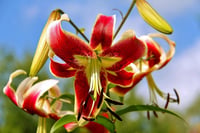 Lilium Lilyum zambak soğanı - Scheherezade