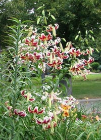 Lilium Lilyum zambak soğanı - Scheherezade