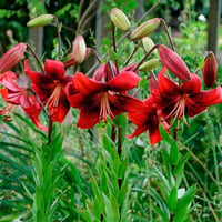 Lilium Lilyum zambak soğanı - Strawberry event