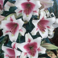 Lilium Lilyum zambak soğanı - Triumphator