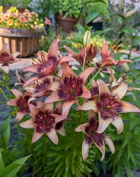 Lilium Lilyum zambak soğanı - Whistler