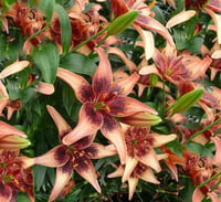 Lilium Lilyum zambak soğanı - Whistler