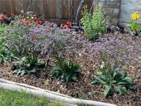 Limonium Dazzle Rocks Deniz lavantası fidesi